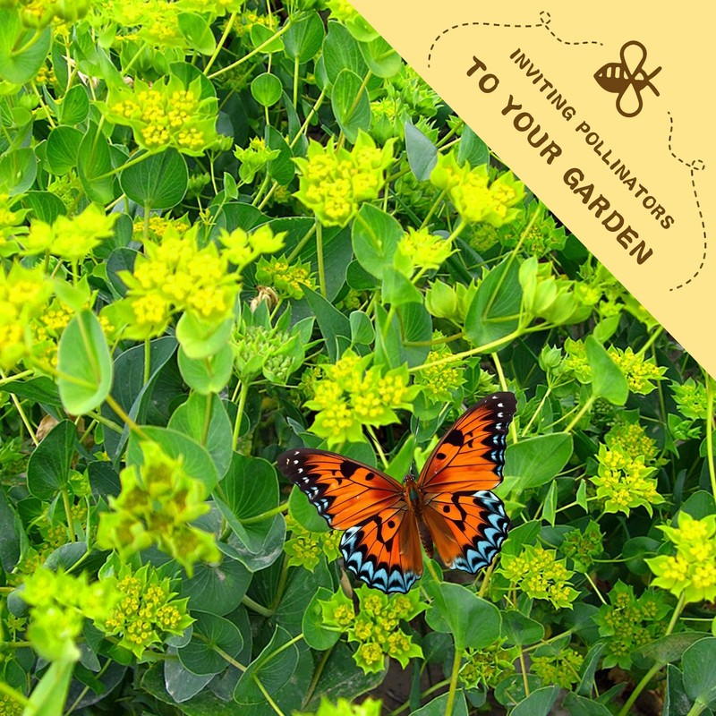 Bupleurum Seeds Pack - Beautiful Garden Flowers Seeds