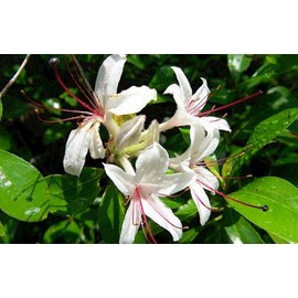 Quiet Time Candles 1 oz Bottle Scented Home Fragrance Oil Or for Candle & Soap Making - Honeysuckle & Jasmine