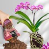 Omitgoter Organic Orchid Potting Mix 1qt, Mixture of Orchid Bark