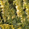 Outsidepride Foxglove Yellow - 2000 Seeds