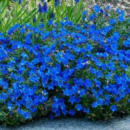 50 Bright Blue Alyssum Seeds Carpet Flower Sweet Flowers Seed USA
