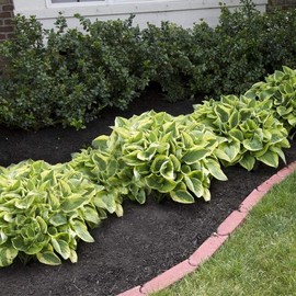 800 pcs Heart Hosta Seeds - Vibrant Green Perennials for Effortless Garden Beauty