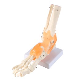 Laroal Scientific Human Foot Ankle Model Medical Anatomy Foot Skeleton Model with Ligaments Foot Ankle Joint Anatomical Model with Base for Medical Study Science Classroom