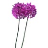 8 Giant Allium Gladiator