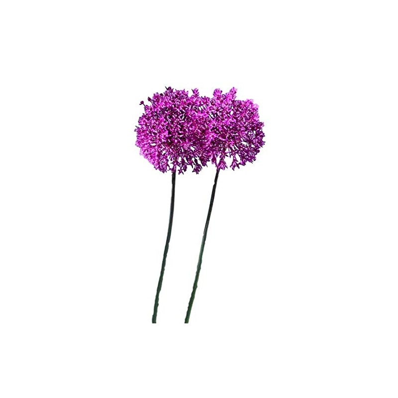 8 Giant Allium Gladiator