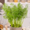 Seeds4planting - Seeds Indoor Dill for Planting Variety for Pickling