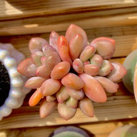 xPachyveria Elaine Rare Live Succulent Plants, Cluster Pot Size 4.7" Pink Live Plant, Excludes Pot & Soil, Garden Indoor Office Desk, Wedding Party Baby Shower Decor, Gift for Plant Enthusiasts