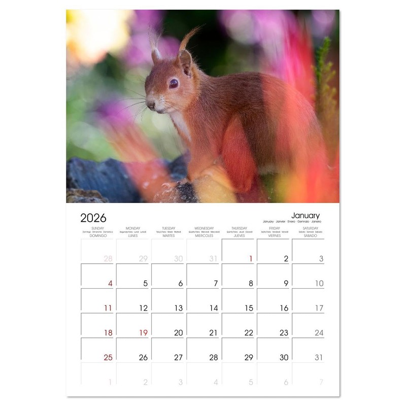 Squirrels - Tiny Explorers (Monthly Wall Calendar 2026 16.5" x