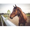 Pasalus Horses Bach Flowers Cane Sugar Cube for Anxiety, Stress