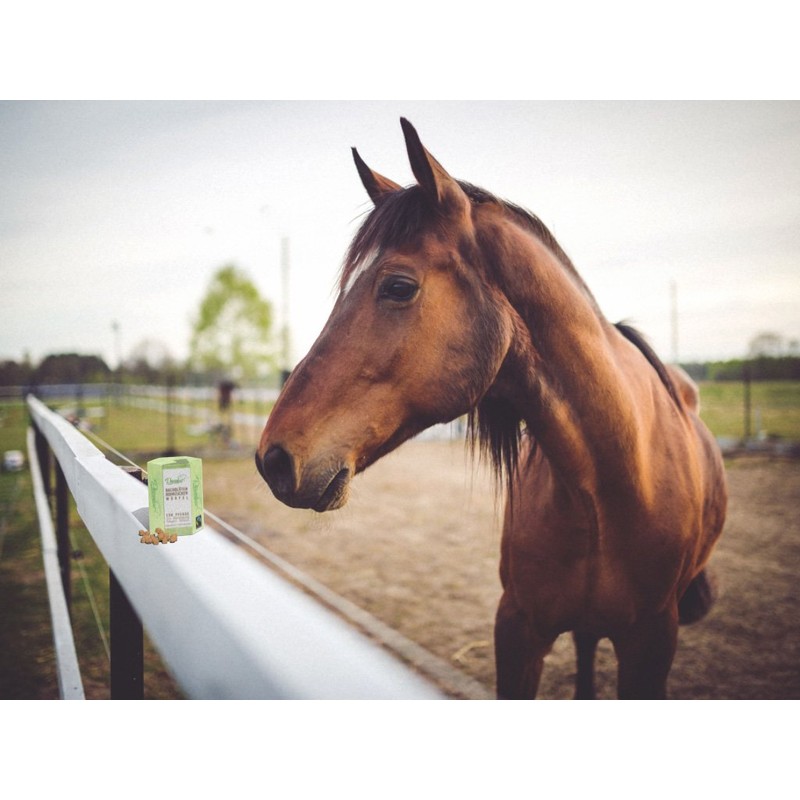 Pasalus Horses Bach Flowers Cane Sugar Cube for Anxiety, Stress