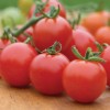 Burpee Super Sweet 100 Hybrid Tomato Vegetable Seed Full Sun