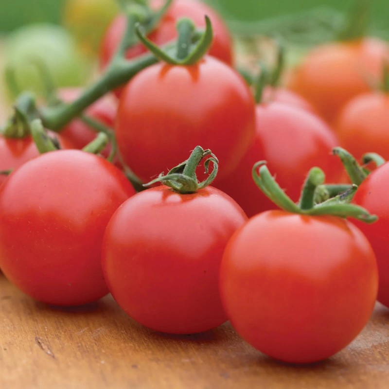 Burpee Super Sweet 100 Hybrid Tomato Vegetable Seed Full Sun