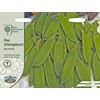 Mr Fothergills - Vegetable - RHS Pea (Mangetout) Delikata -