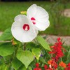 Outsidepride Hibiscus Luna White Flower Seeds - 10 Seeds