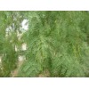 10 Honey Mesquite Seed Pods ( Prosopis glandulosa) Drought Tolerant
