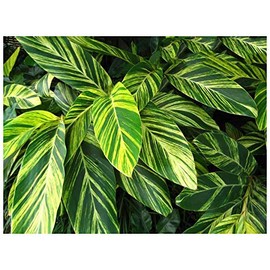 Professional Nursery Grade Ginger Fertilizer 4 LB 6 Month Slow Release Plant Food for Alpinia Costus Zingiber Curcuma Hedychium