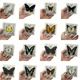 Wugakio 6pcs Collected Butterfly Specimen Display Box Educational Transparent Butterfly Showcase for Students for Home Decoration and Teaching Aid for Collectors and Nature Enthusiasts