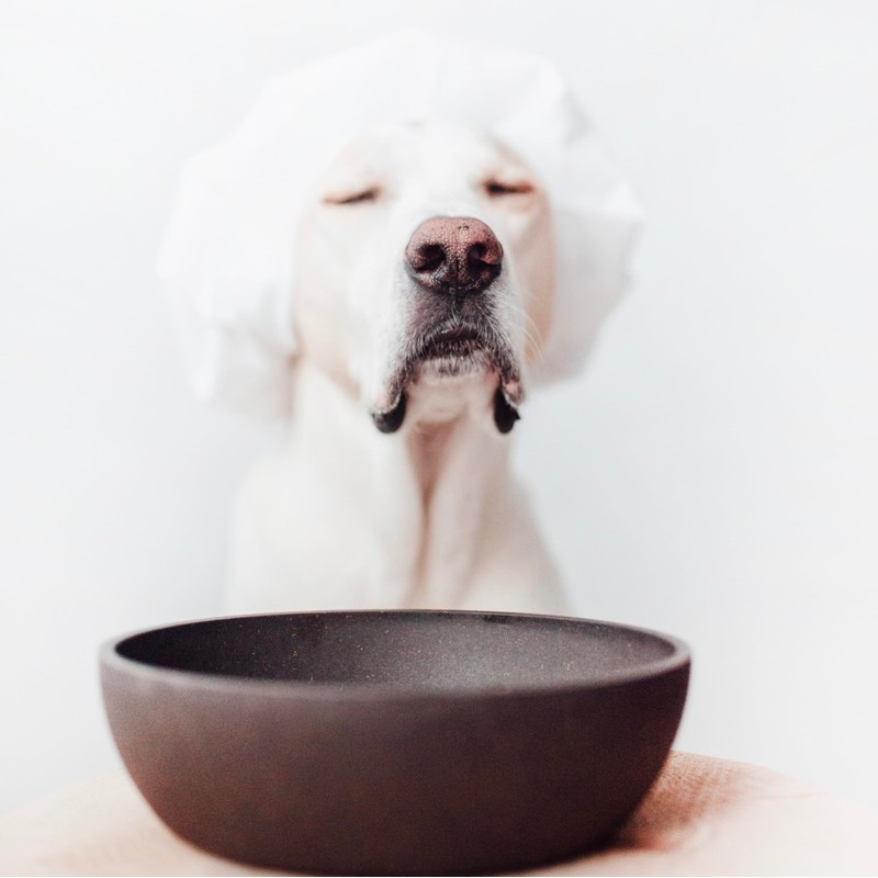 District 70, Bamboo Dog Bowl, Dark Grey, Large: 21 x