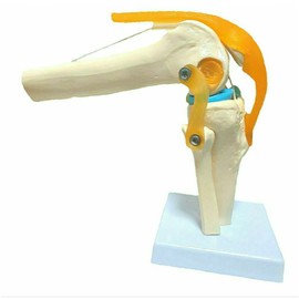 OWLIAN Knee Joint Model, Understand Ligament Position and Meniscus Structure by Bending the Knee Joint, Supervised by Radiologists, Patella, Knee Joint, Femur, Shin, Fibula, Cartilage, Skeleton Model, Japanese Brand, Teaching Materials
