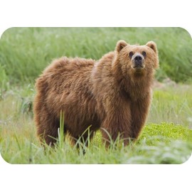 Brown Bear Wildlife Rectangle Aluminium Fridge Magnet Fantastic Souvenir