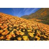 Poppy- California Orange- 250+ Seeds