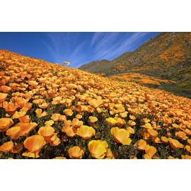 Poppy- California Orange- 250+ Seeds