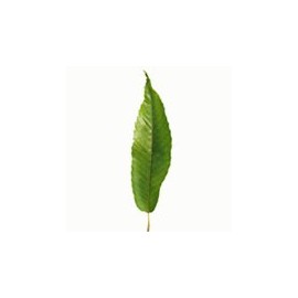 Chestnut Leaves (10 pieces)