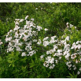 Aronia prunifolia c.s. (Purple Fruited Aronia) Tree Seed, Gentle Fragrance Showy White Flowers, Reddish-Black Berries You Choose The Quantity (10 Packs)