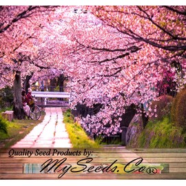 Prunus serrulata (Japanese Flowering Cherry, Sakura, Hill Cherry, Oriental Cherry, East Asian Cherry) Tree Seeds, Showy Flowers, Seeds by MySeeds.Co, You Choose The Amount (Trial Packet Size)