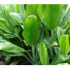 HAWAIIAN GREEN TI LEAF PLANT 2 LOGS ~ GROW HAWAII