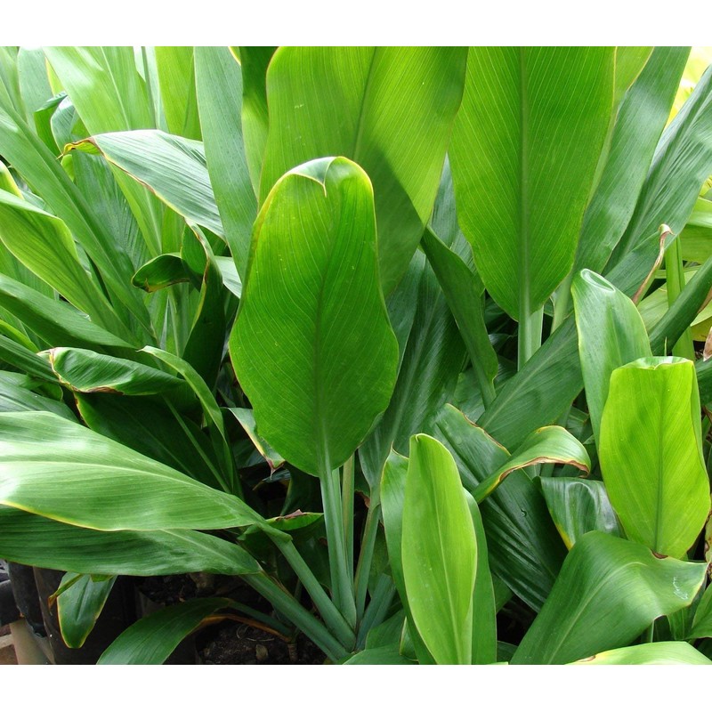 HAWAIIAN GREEN TI LEAF PLANT 2 LOGS ~ GROW HAWAII