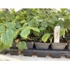 Boysenberry Plant – Live Boysenberry Plant