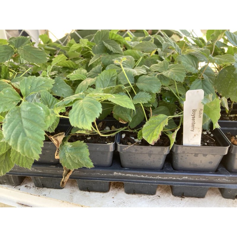 Boysenberry Plant – Live Boysenberry Plant