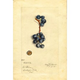 USDA Postcard: Vintage Repro Print -  Perfect Blueberry, Blueberries