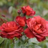 Own-Root One Gallon Hot Cocoa Floribunda Rose by Heirloom Roses