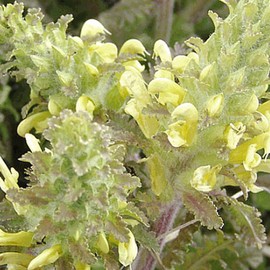 Everwilde Farms - 150 Wood Betony Native Wildflower Seeds - Gold Vault Jumbo Seed Packet