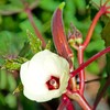 Okra Red 20+ Seeds for Planting Non-GMO Gumbo Lady's Finger