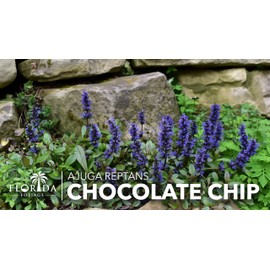 Ajuga Chocolate Chip | 1 Large Gallon Size Plant | Ajuga reptans | Ground Cover Perennial | Pathways and Gardens, Blue Flowers, Drought Tolerant, Easy to Grow, Fast Spreading, Low Maintenance