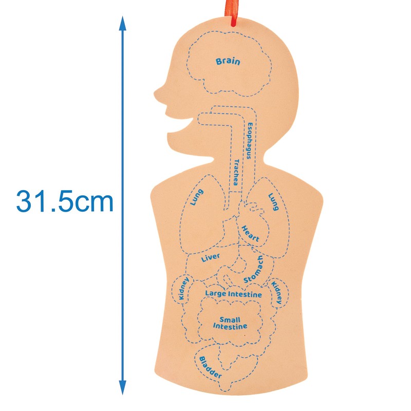 Baker Ross FN109 Human Body Kit - Pack of 4,