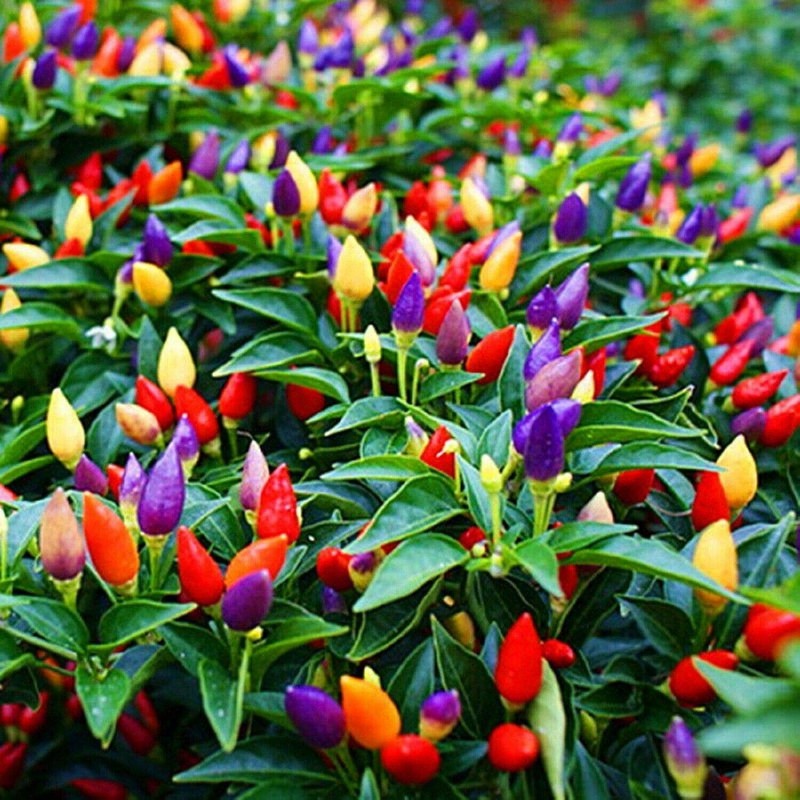 KIRA SEEDS - Seeds Masquerade Pepper Mix - Heirloom Ornamental