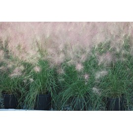 Perennial Farm Marketplace Muhlenbergia capillaris (Pink Muhly) Ornamental Grass, Size-#1 Container, Dark Green Foliage