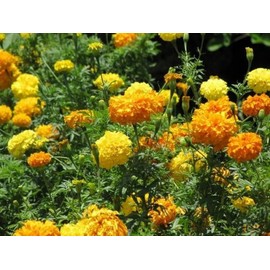 500 Marigold Seeds Crackerjack Mix Tagetes erecta - Premium Non-GMO, Open Pollinated, US Grown Seed, Always Fresh!