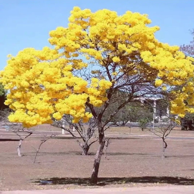 Seed-Top 60 YellowTabebuia Seeds Trumpet Tree Handroanthus chrysotrichus Rare Tree