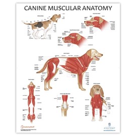 Anatomy Lab Canine Muscular Anatomy Poster, 17.3 x 22.5 Inches, Animal Anatomical Chart for Education Learning Detailed Anatomy of the Dog