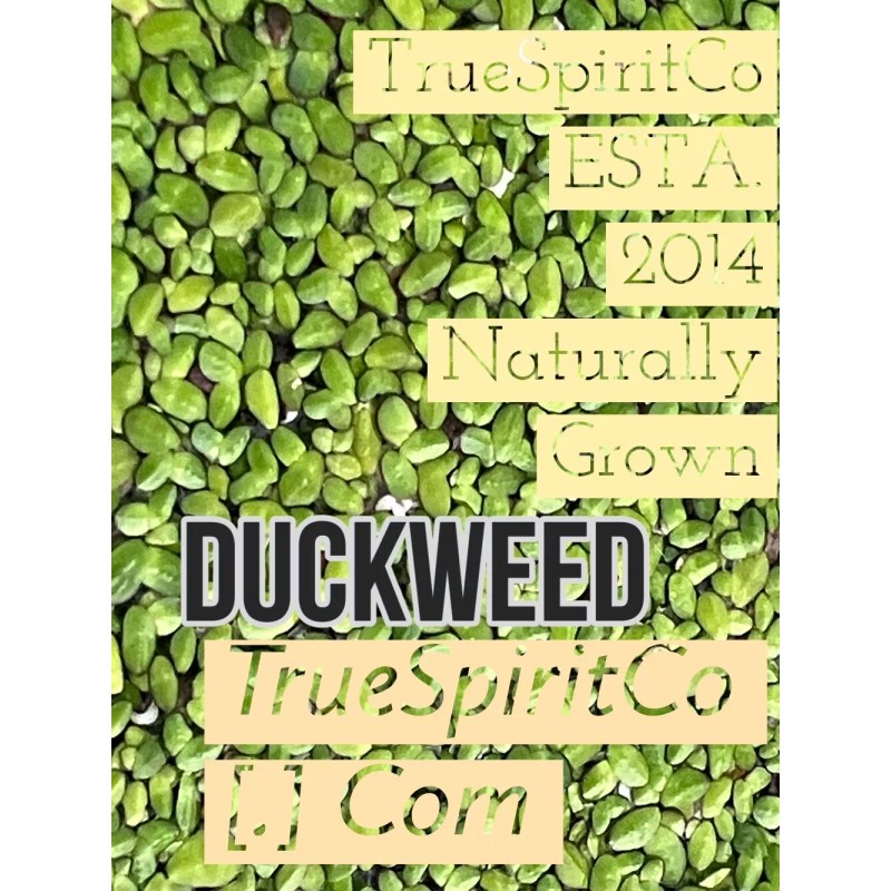 Duckweed - Naturally Grown Aquatic Plants - Aquarium - Bird
