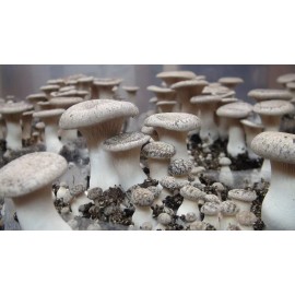 Liquid Fungi King Oyster Mushroom Liquid Fungi Culture 10ml