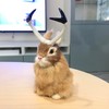 Basuo-9Q Realistic Jackalope Furry Wild Animal Replica Figurine Easter Bunny