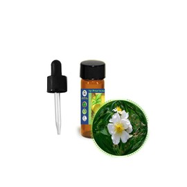 3.7ml (1/8oz) Wild Musk Rose Essential Oil (Rosa Moschata) -100% Pure, Undiluted, Uncut - Elixir of Youth for Skin Care, Aromatherapy, Massage, Perfumery - Add to Favorite Moisturizer, Cream, Lotion