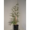 Large Fargesia 'Rufa' Sunset Glow Bamboo 3'-4' Size Plant.