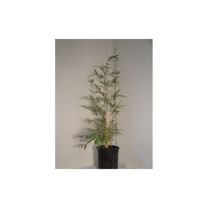 Large Fargesia 'Rufa' Sunset Glow Bamboo 3'-4' Size Plant.